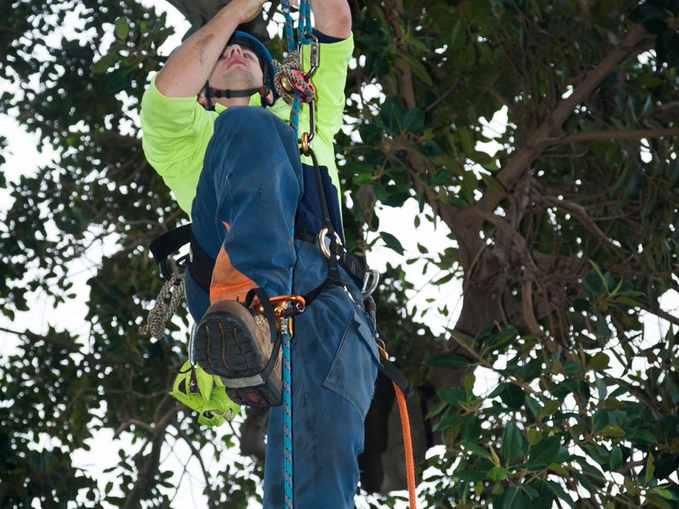 Qualified arborist working in a mature tree during a risk assessment in Isle of Wight