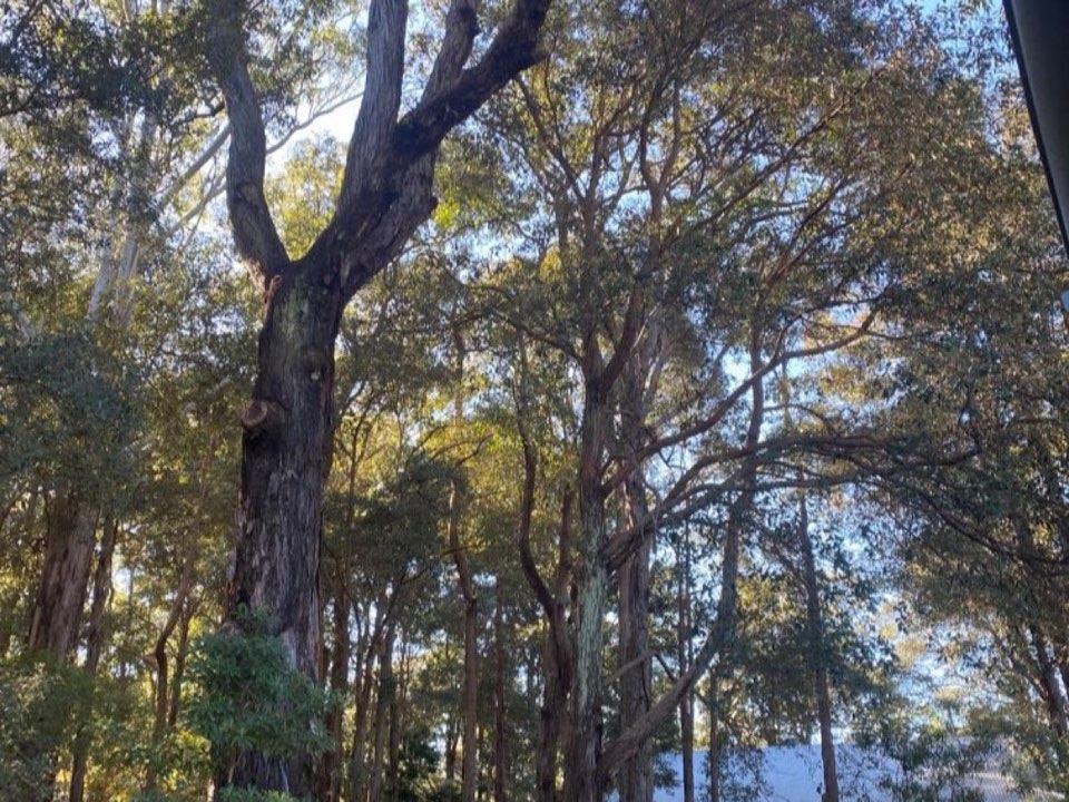 Mature trees in a Isle of Wight parkland setting due for routine re-inspection